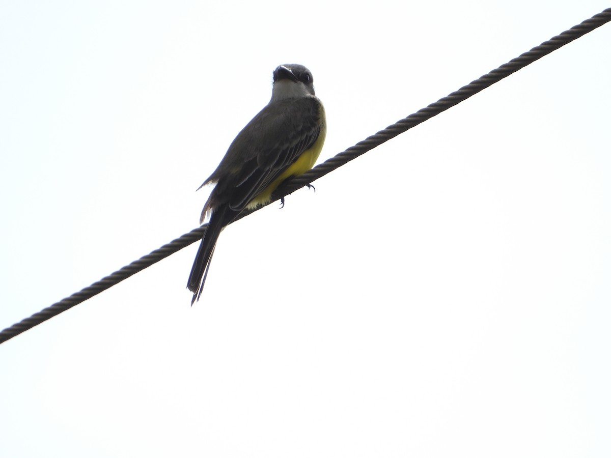 Tropical Kingbird - ML611710589