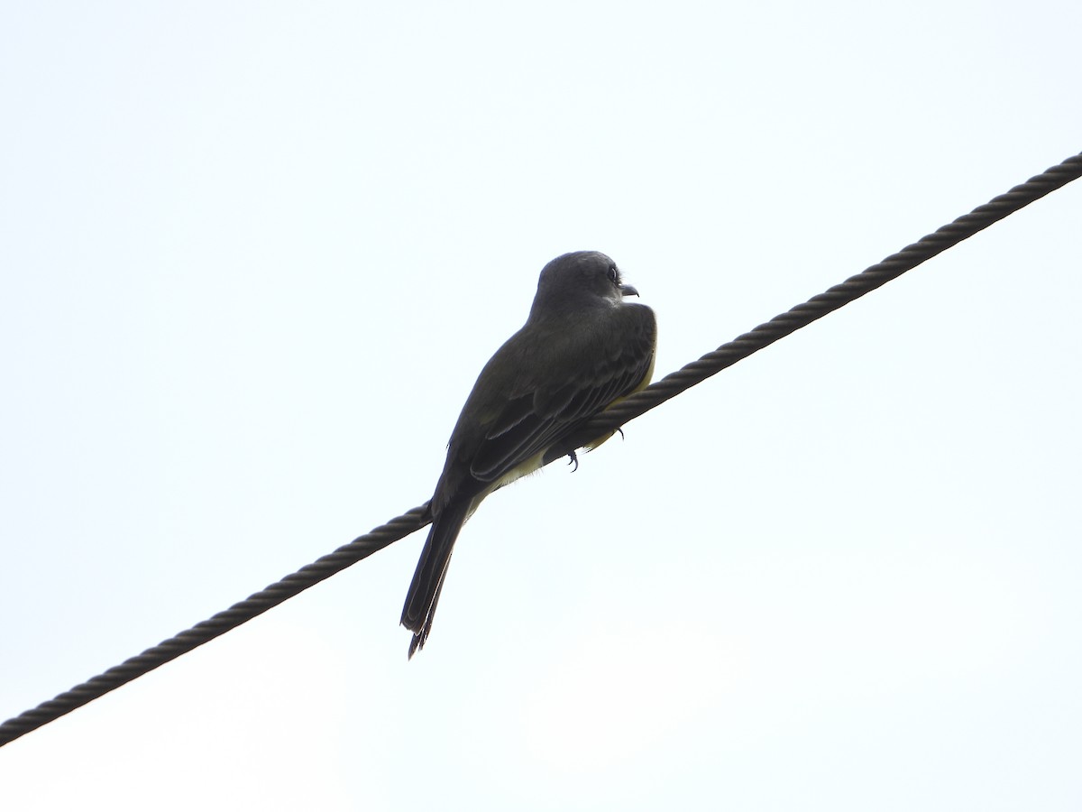 Tropical Kingbird - ML611710590