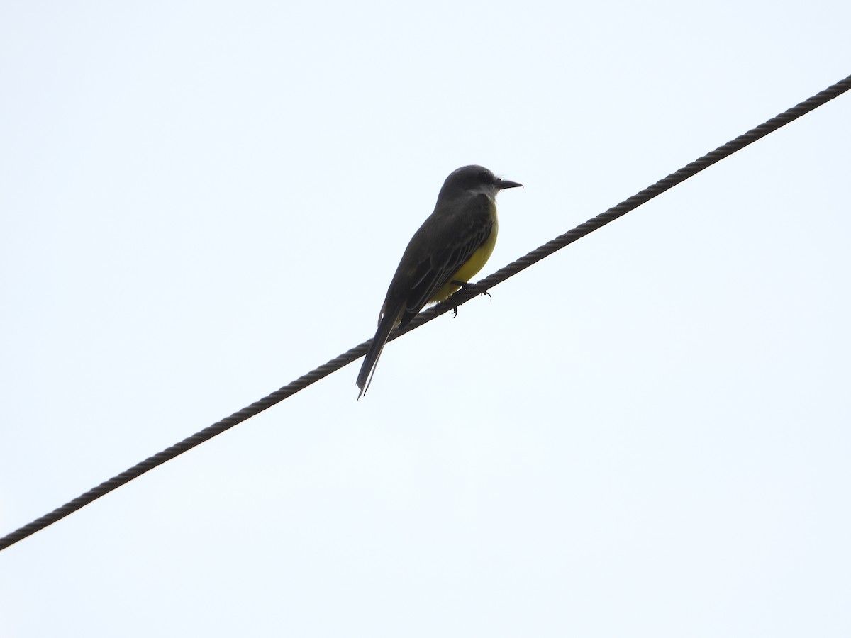Tropical Kingbird - ML611710591