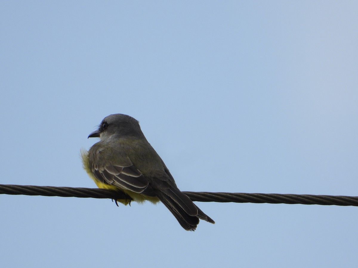 Tropical Kingbird - ML611710592