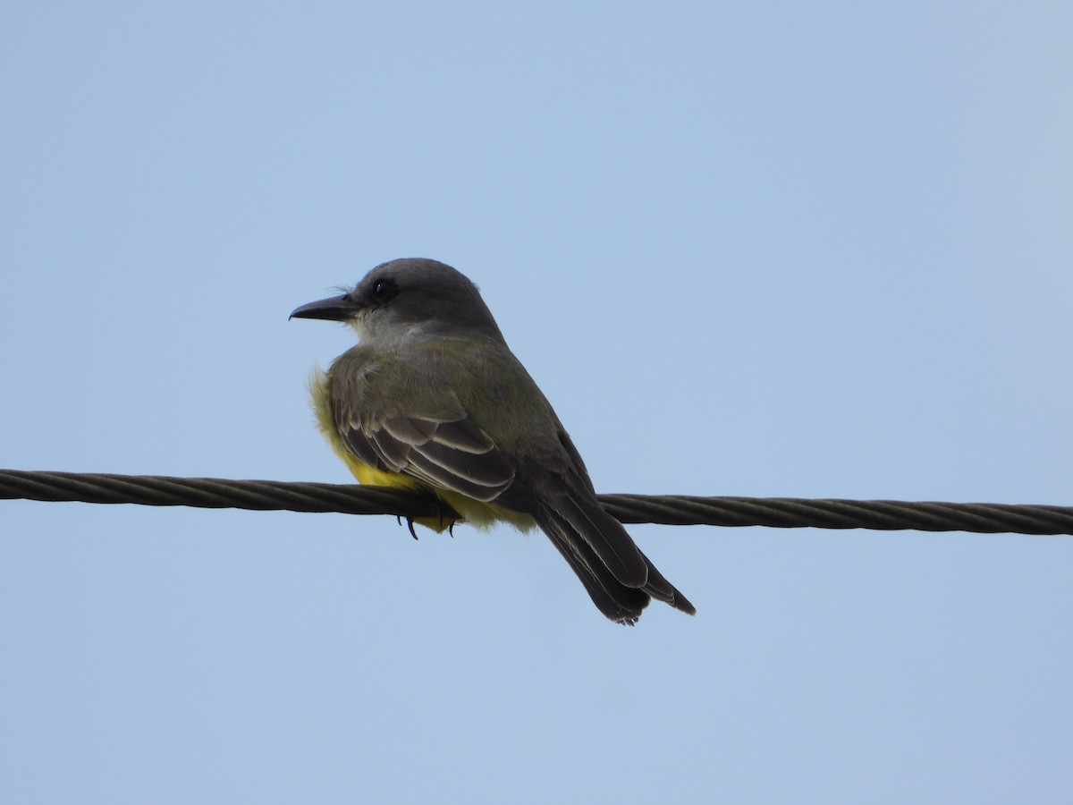 Tropical Kingbird - ML611710593