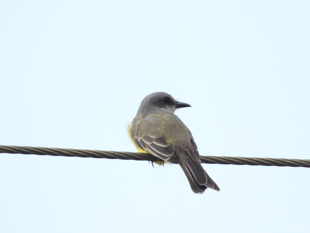 Tropical Kingbird - ML611710594