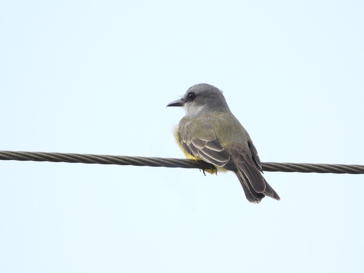Tropical Kingbird - ML611710595