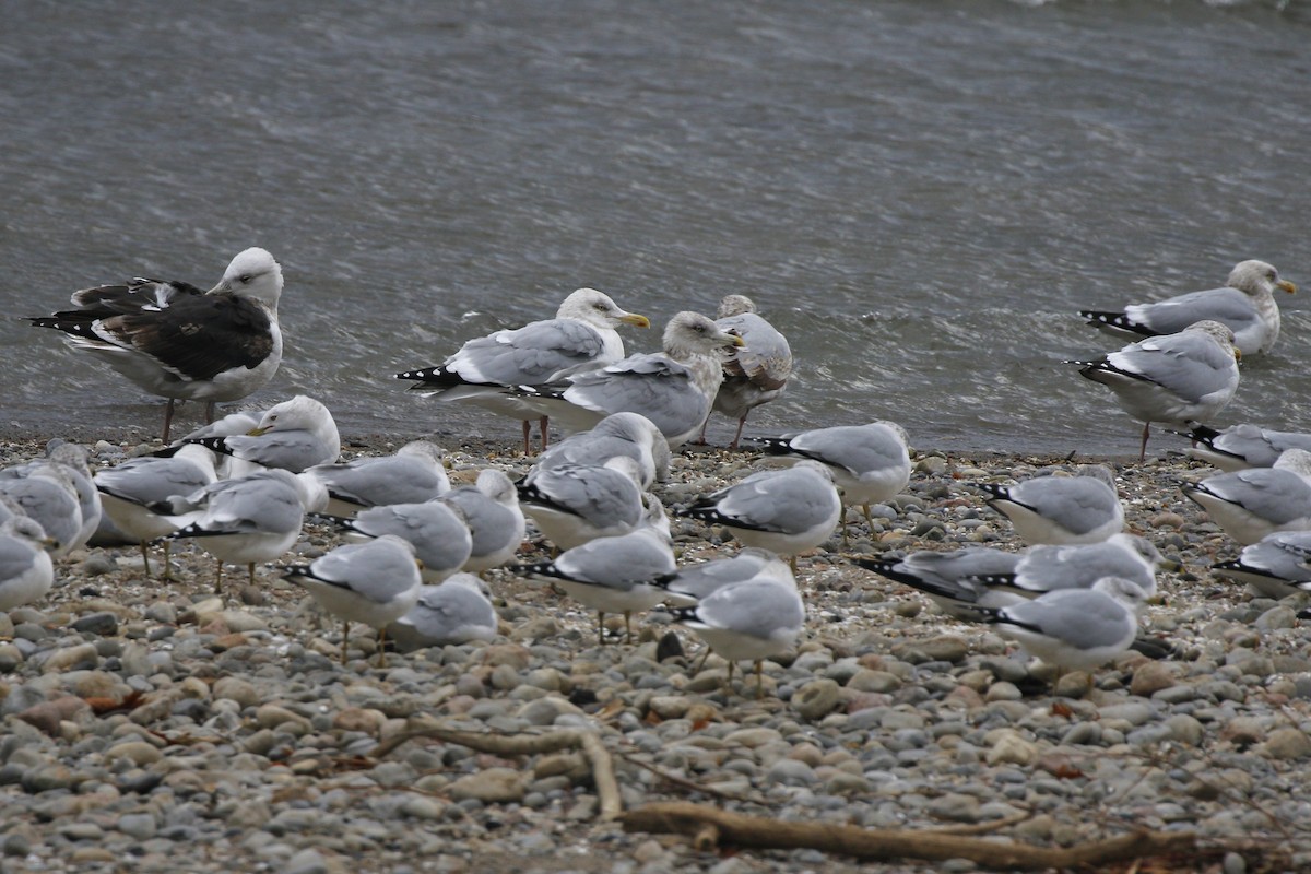 Ring-billed Gull - ML611710597