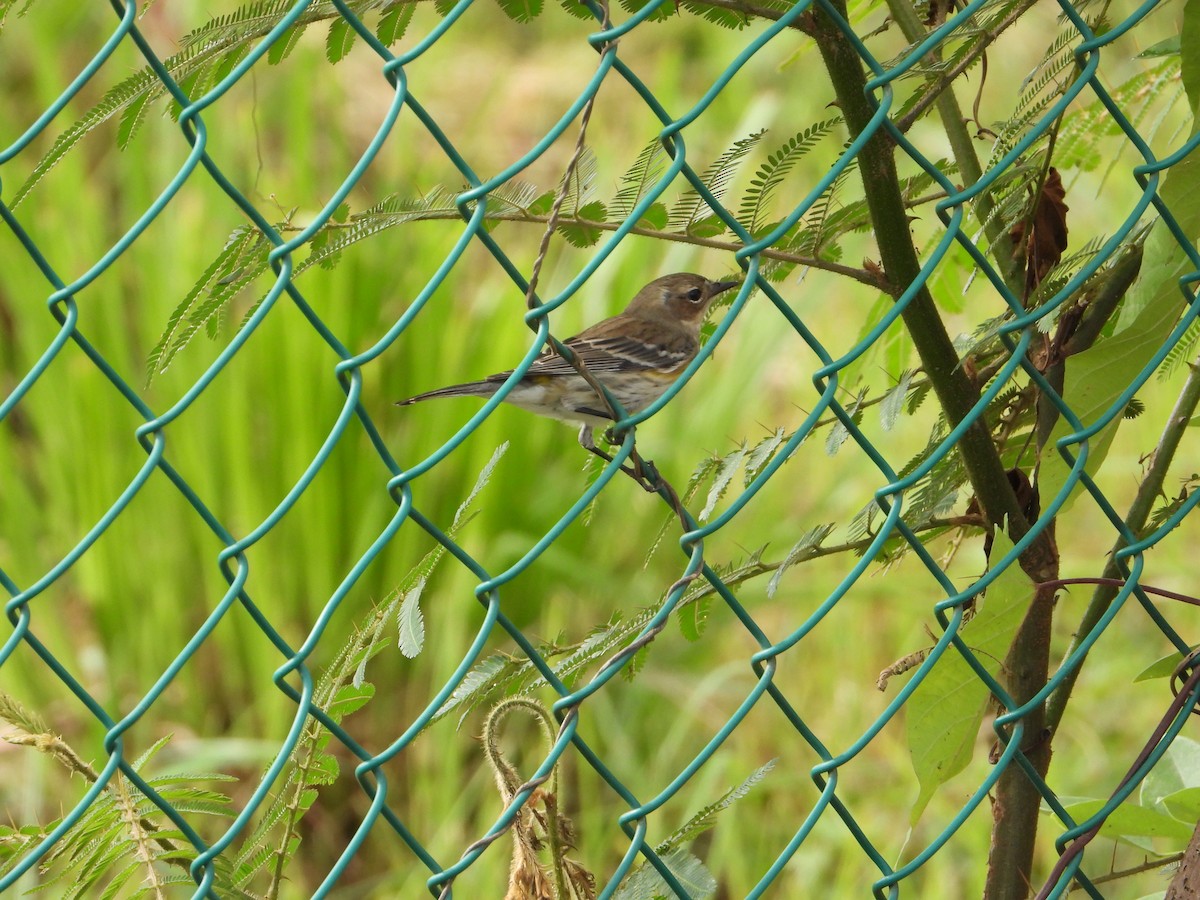 Yellow-rumped Warbler (Myrtle) - ML611710615