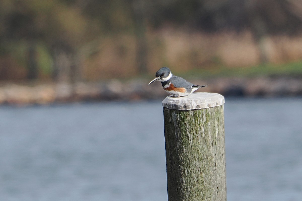 Belted Kingfisher - ML611710646