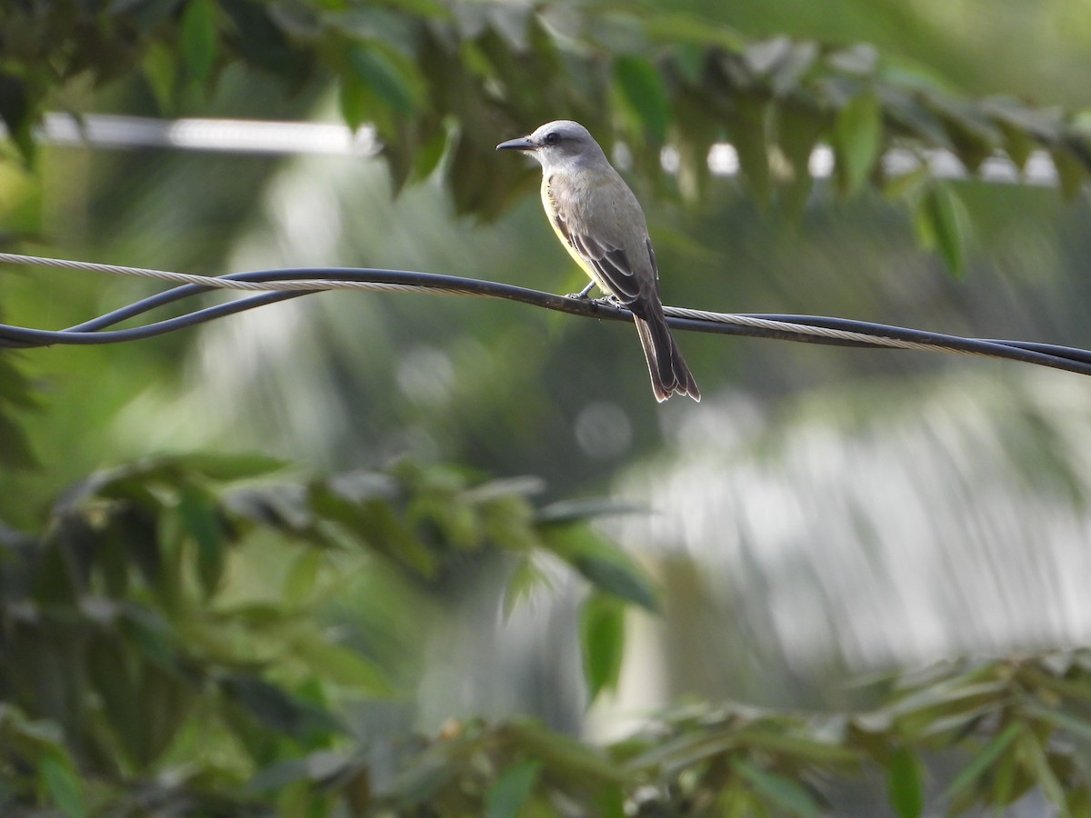 Tropical Kingbird - ML611710647