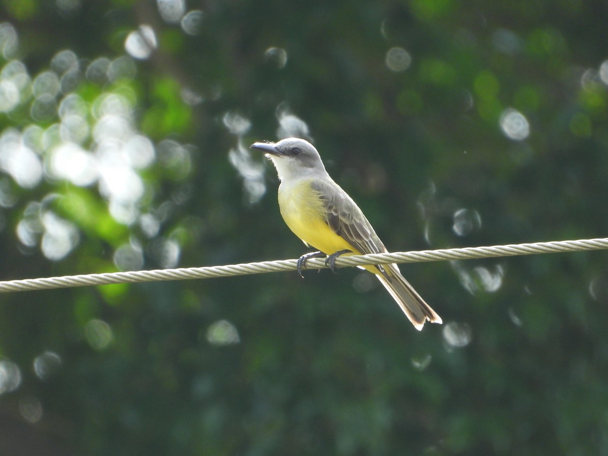 Tropical Kingbird - ML611710648