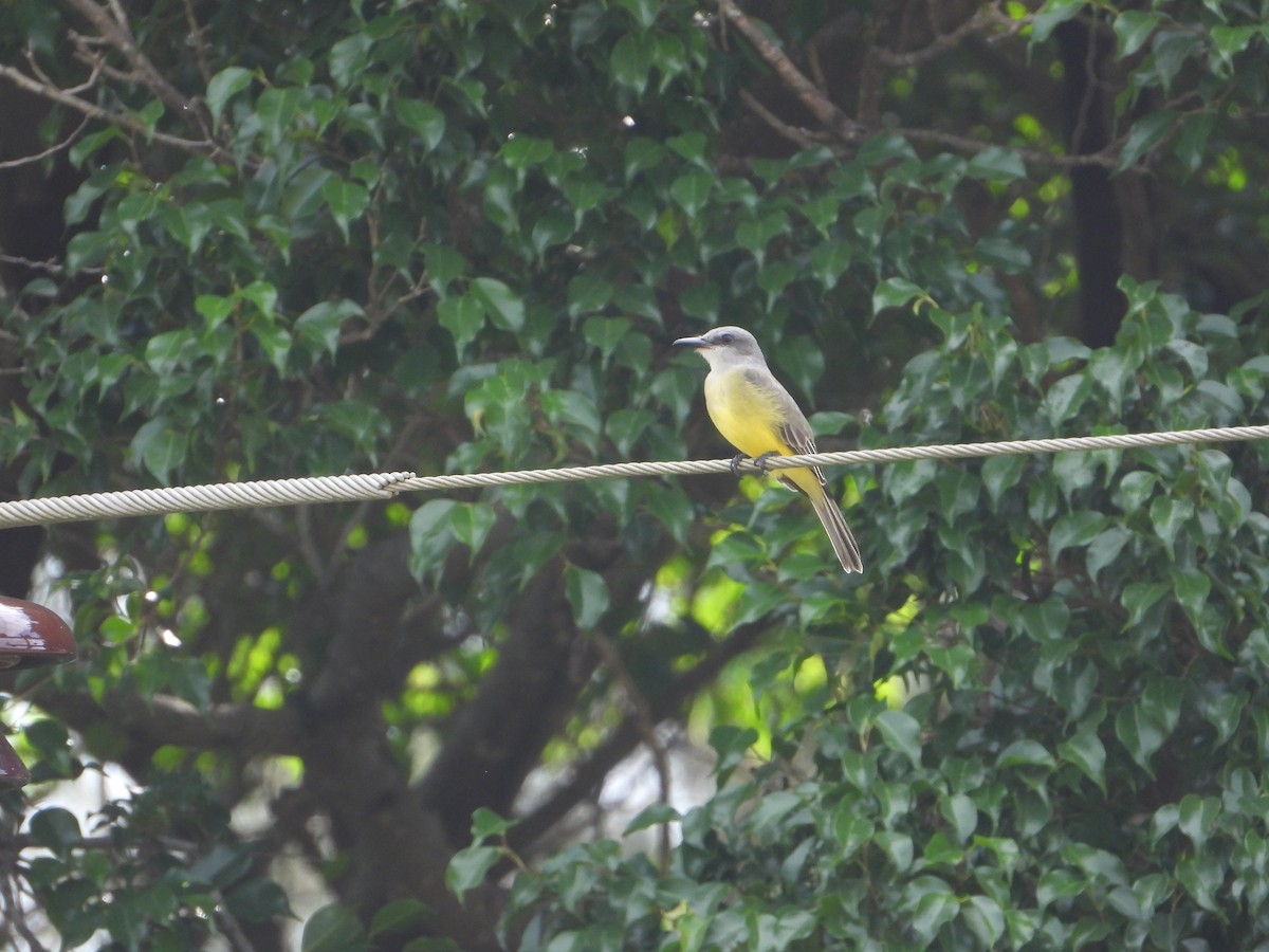 Tropical Kingbird - ML611710649