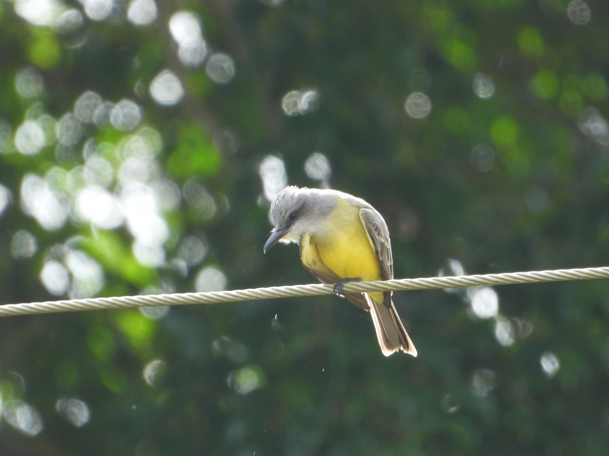 Tropical Kingbird - ML611710651