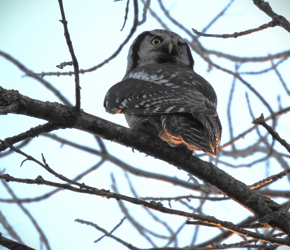 Northern Hawk Owl - Ben Ginter