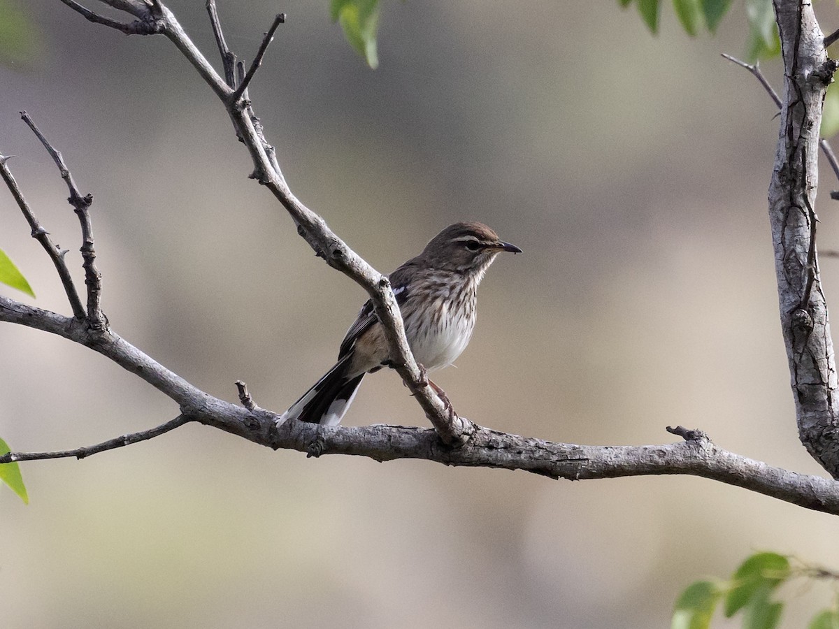 Brown Scrub-Robin - ML611710694