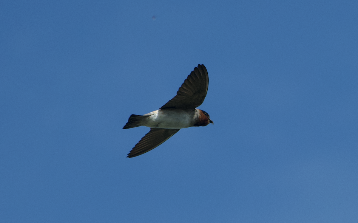 Cliff Swallow - Andy McGeoch 🦆