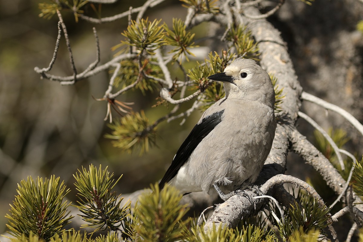 Clark's Nutcracker - ML611710813