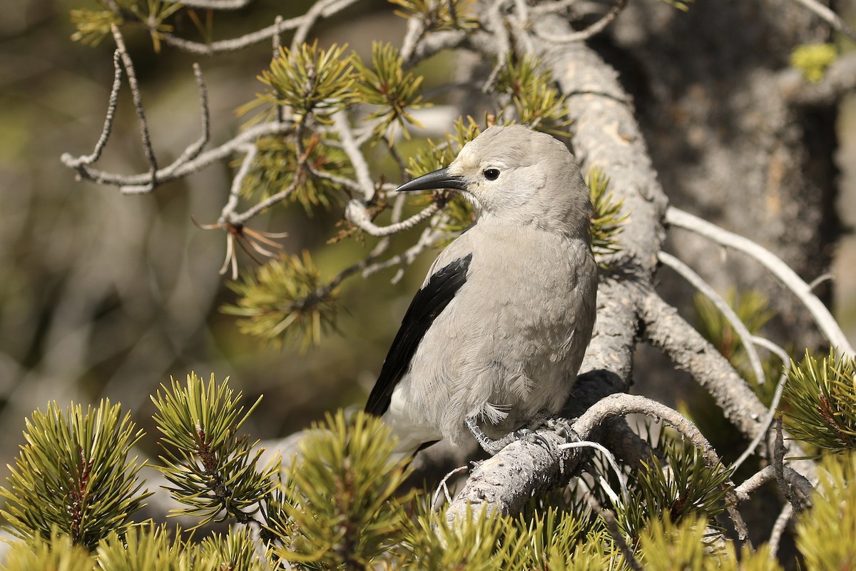 Clark's Nutcracker - ML611710814