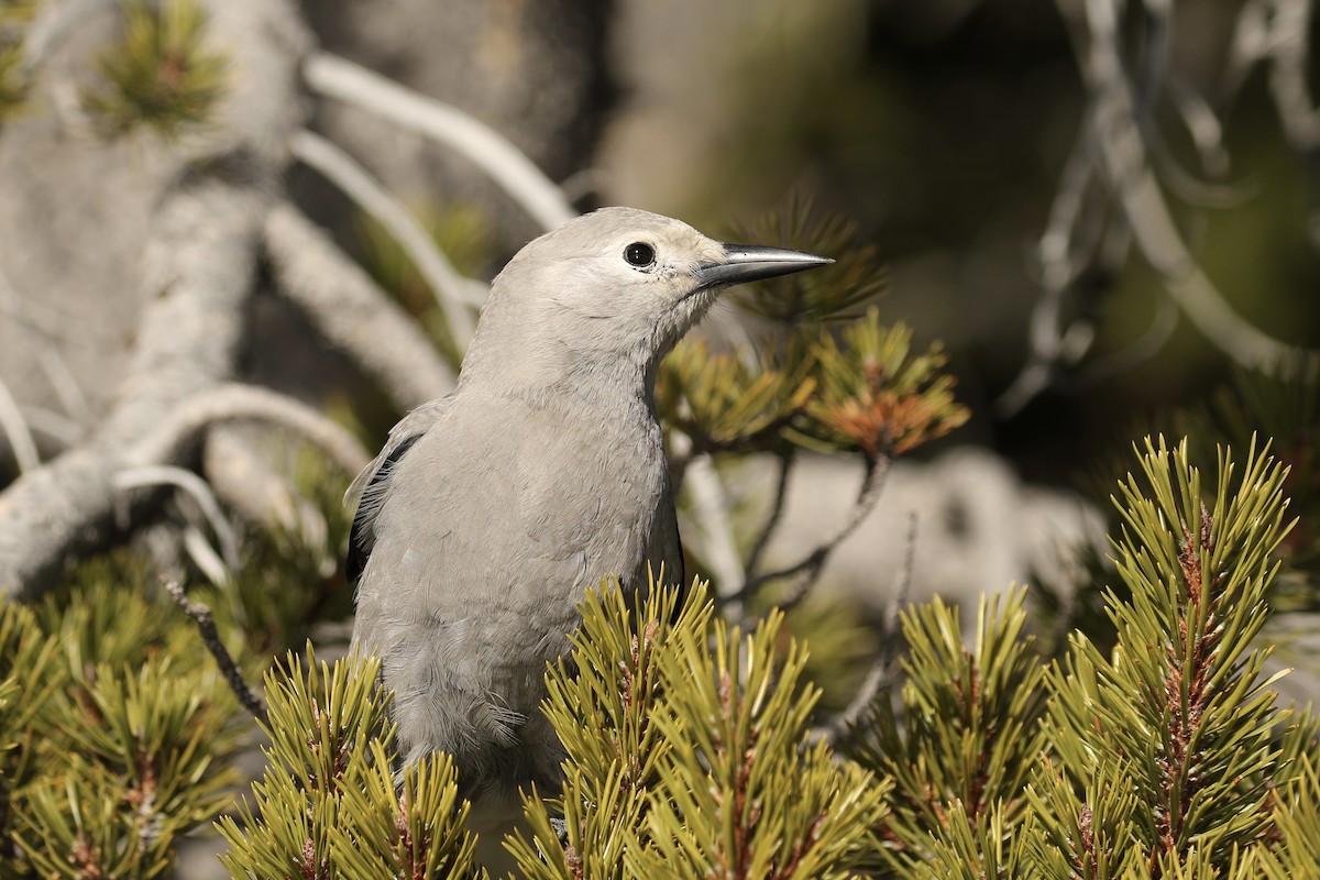 Clark's Nutcracker - ML611710815