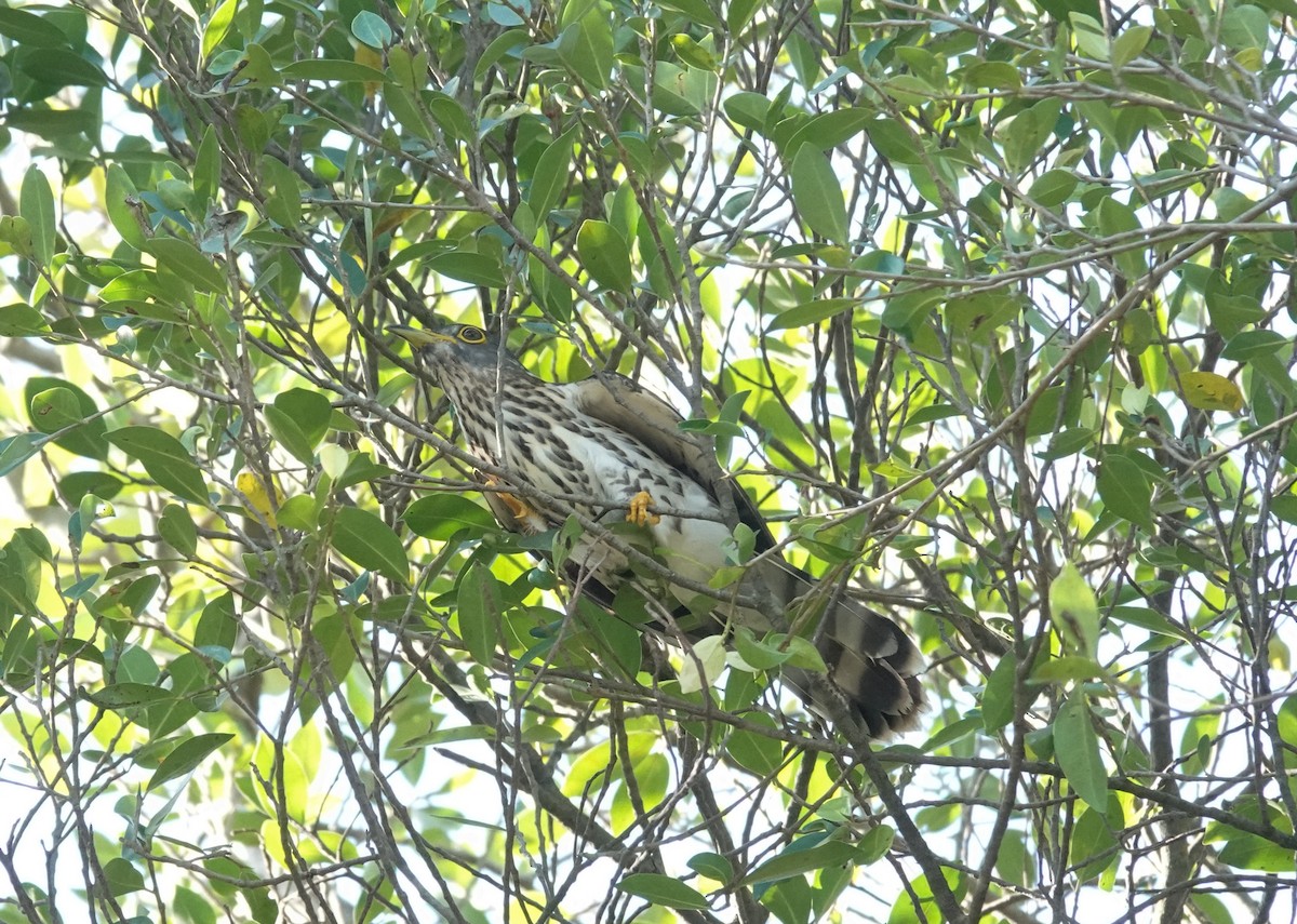 Malaysian Hawk-Cuckoo - Brad R