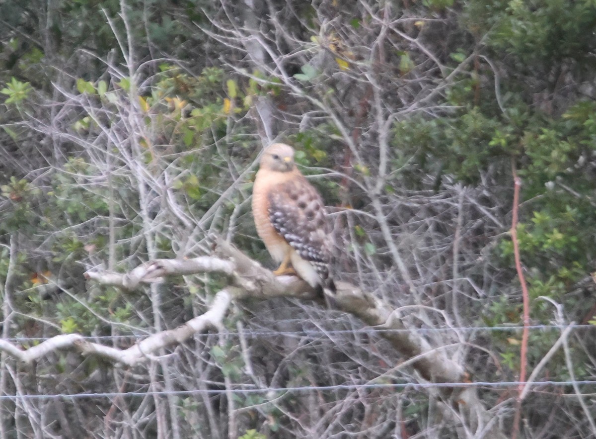 Red-shouldered Hawk - ML611710862