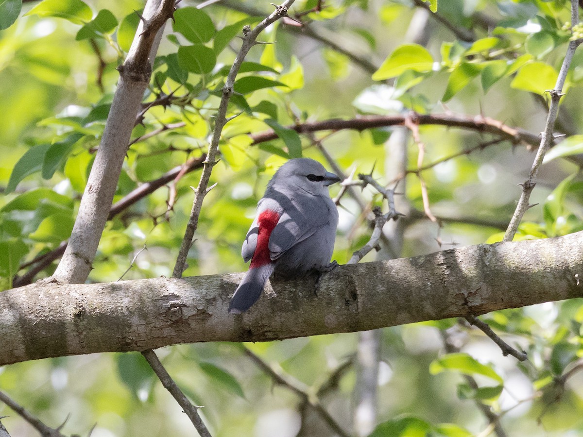 Black-tailed Waxbill - ML611710867