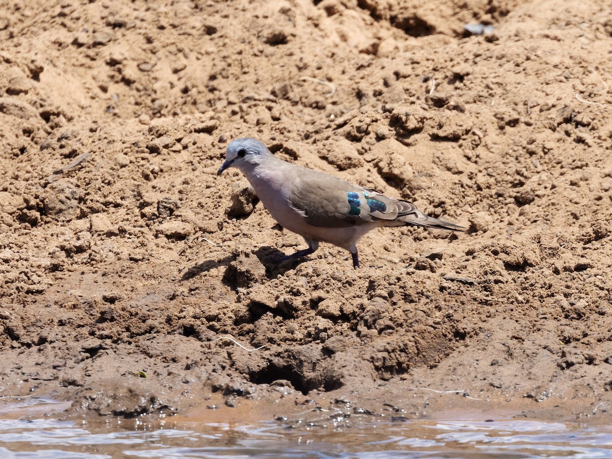 Emerald-spotted Wood-Dove - ML611710901