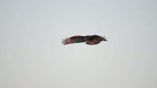 Rough-legged Hawk - ML611711193