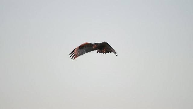 Rough-legged Hawk - ML611711208