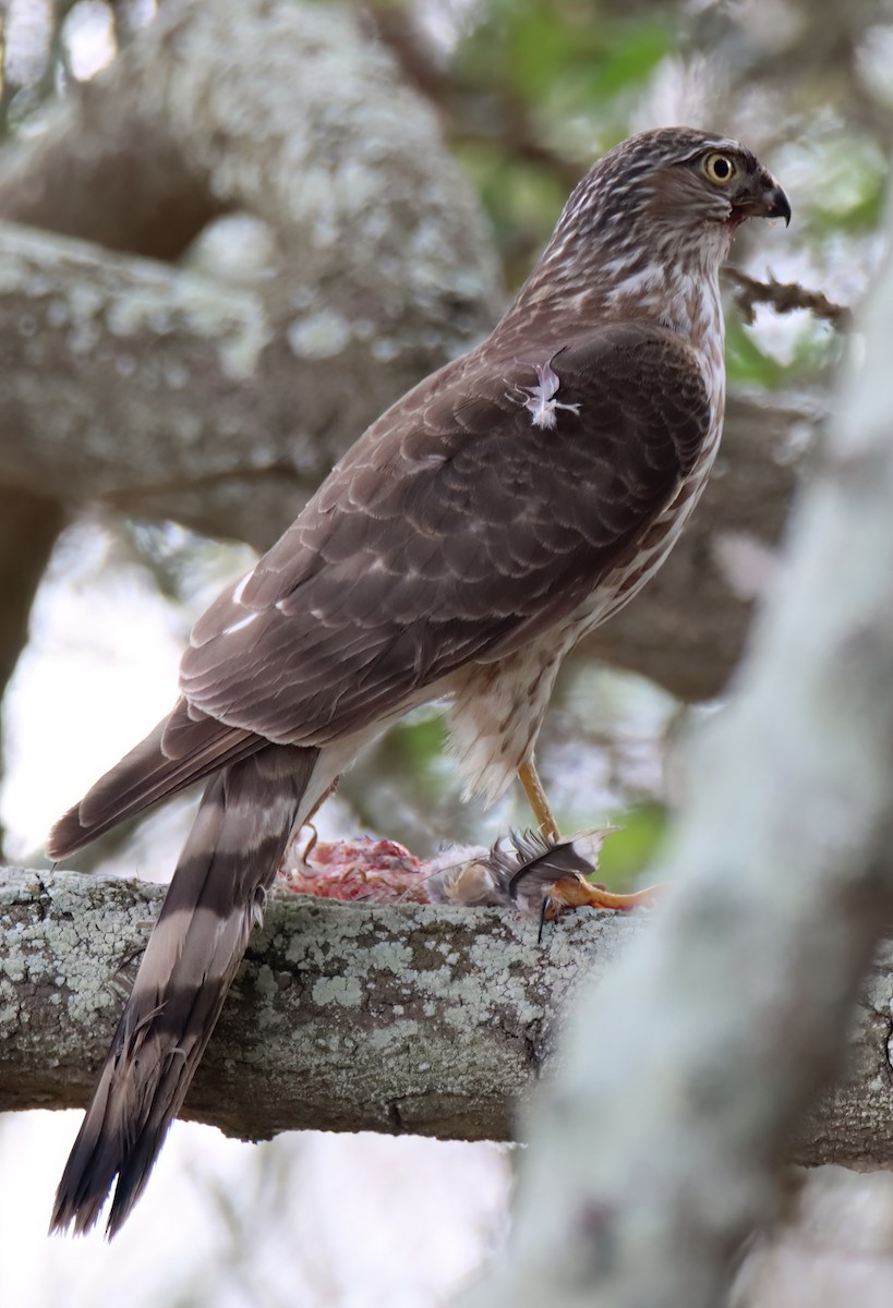 Sharp-shinned Hawk - ML611711266