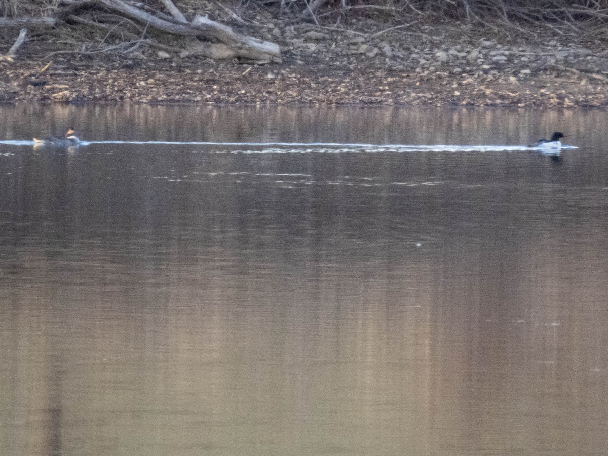 Common Merganser - Tom Nagel