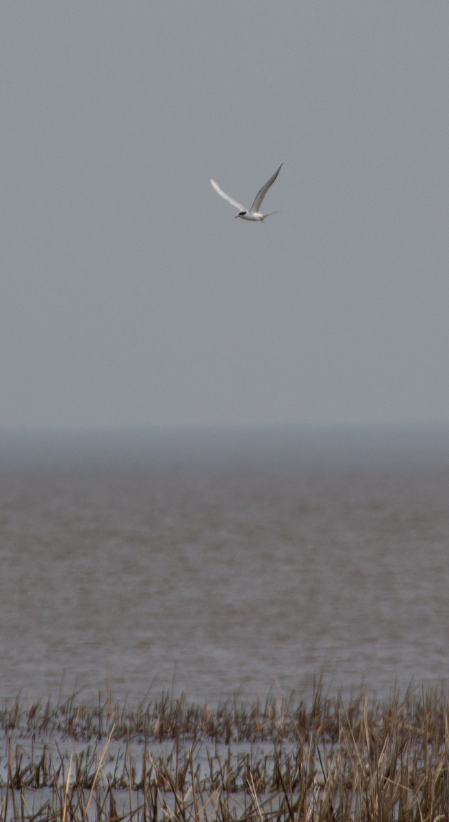 Forster's Tern - ML611711448