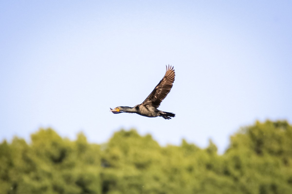 Double-crested Cormorant - ML611711502