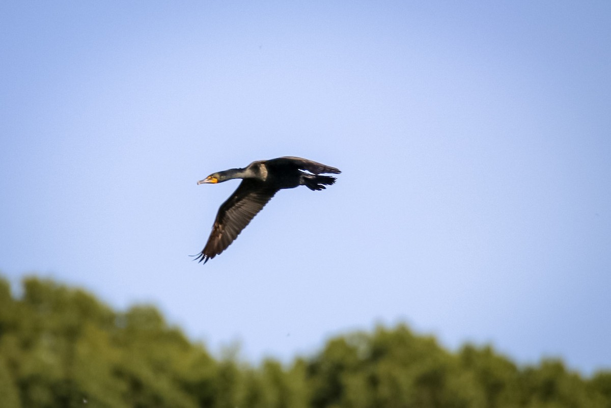 Double-crested Cormorant - ML611711503