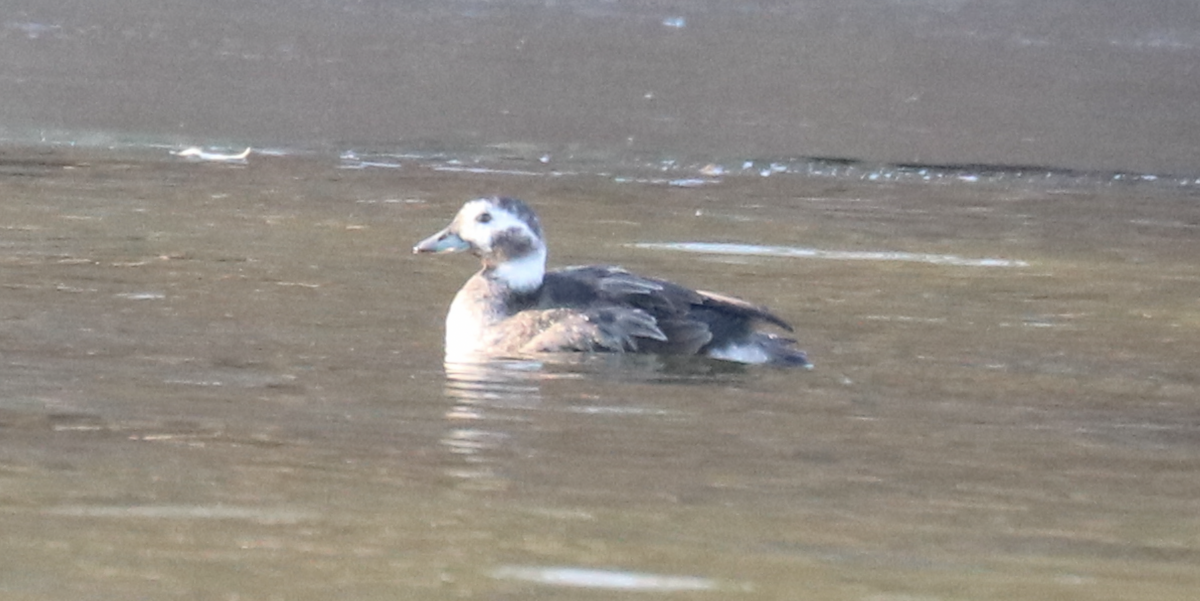 Long-tailed Duck - ML611711867