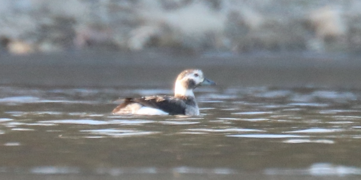 Long-tailed Duck - ML611711868