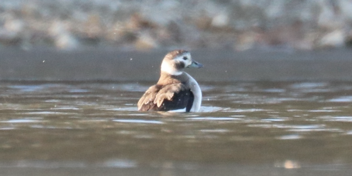 Long-tailed Duck - ML611711869
