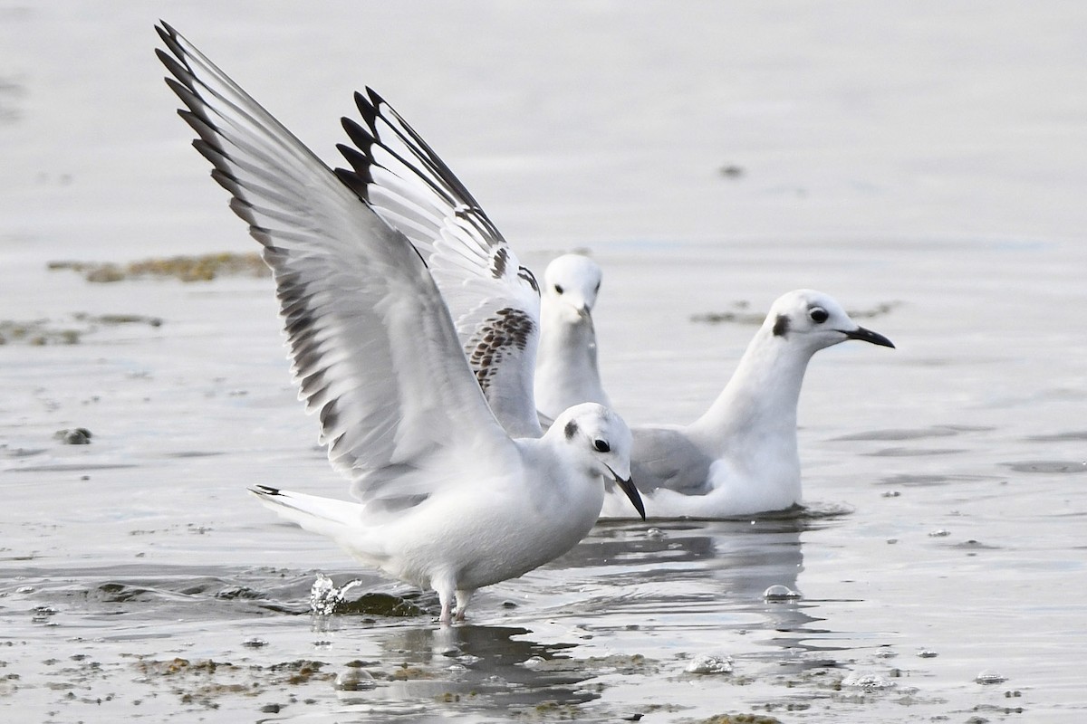 Bonaparte's Gull - phil chen