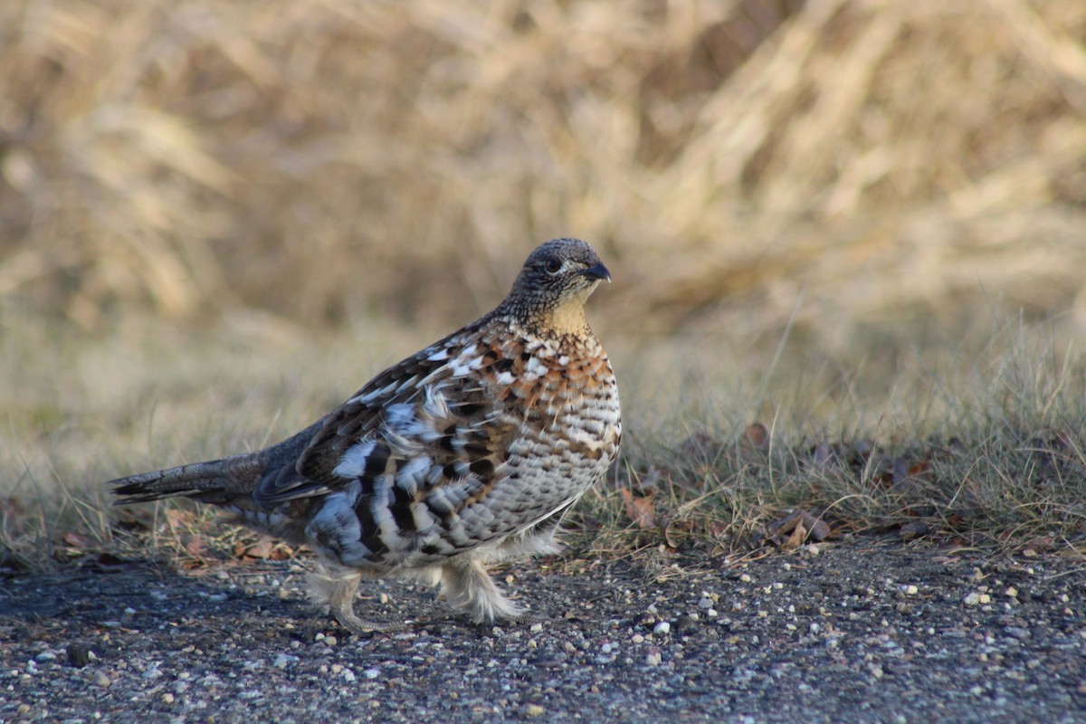 Ruffed Grouse - ML611711919