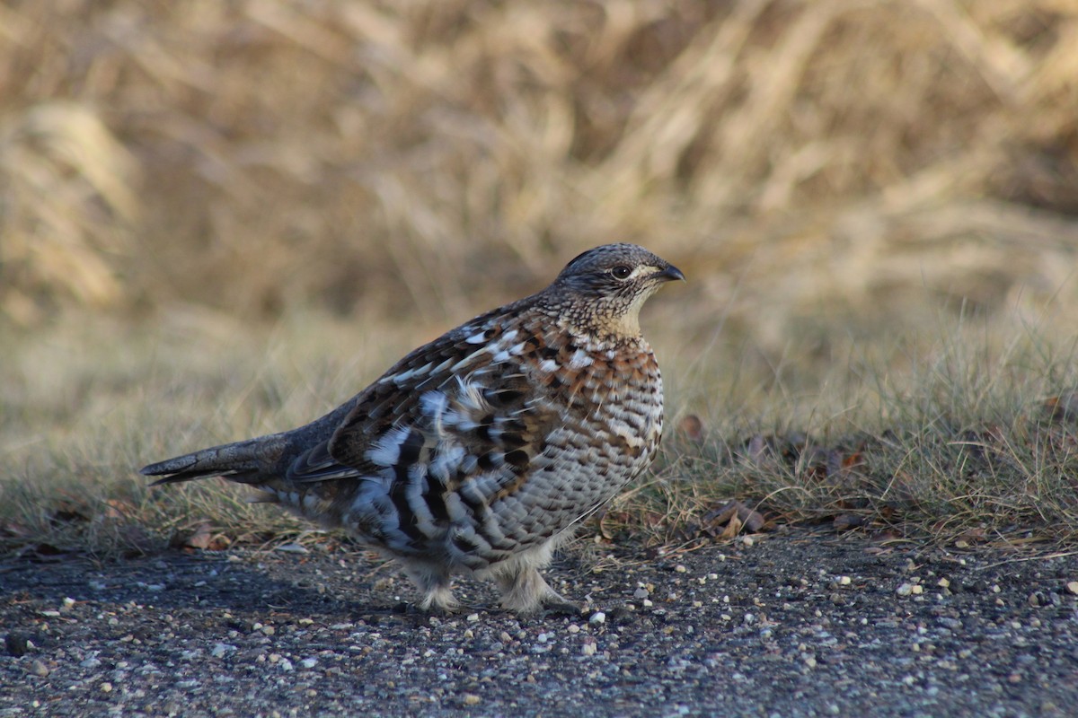 Ruffed Grouse - ML611711920