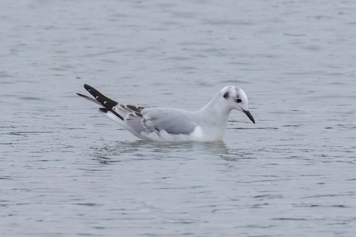 Bonaparte's Gull - ML611711923