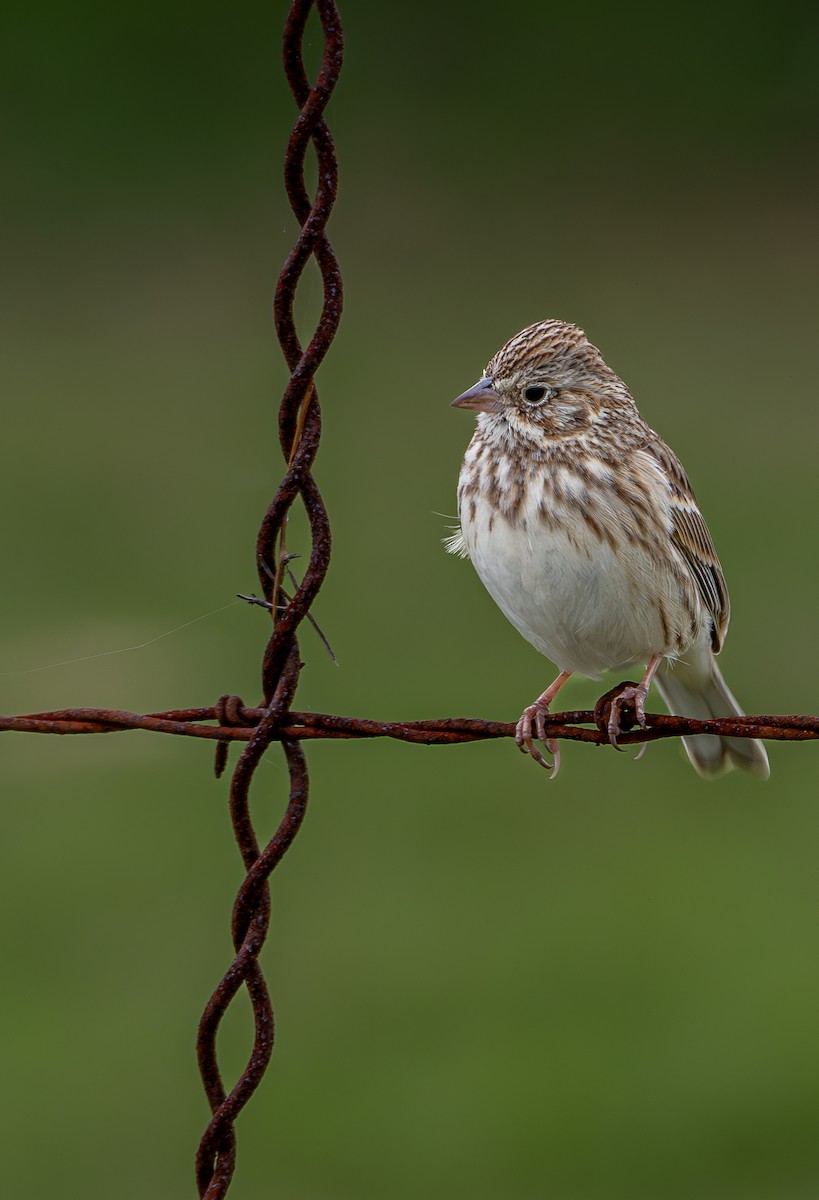Vesper Sparrow - Jorge Odio