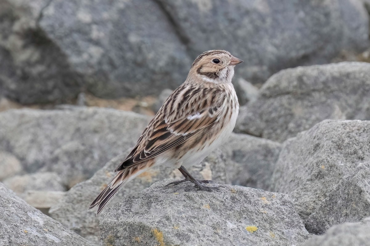 Lapland Longspur - ML611711943