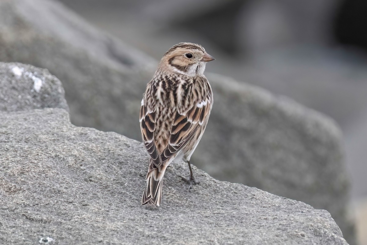 Lapland Longspur - ML611711945