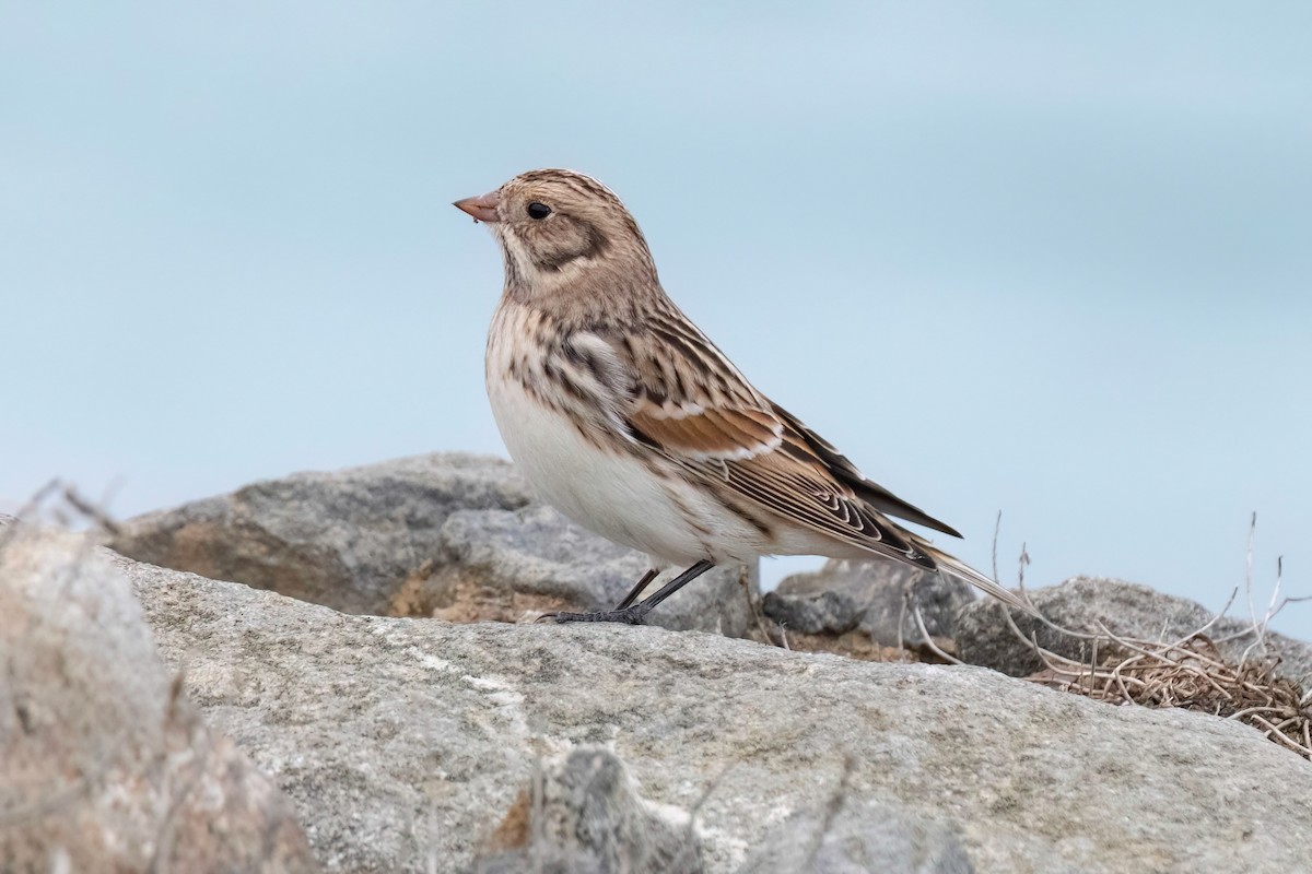 Lapland Longspur - ML611711947