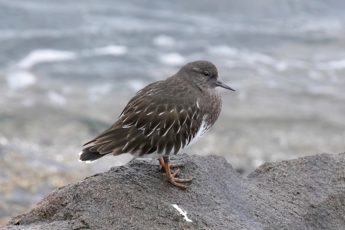 Black Turnstone - Neil Bjorklund