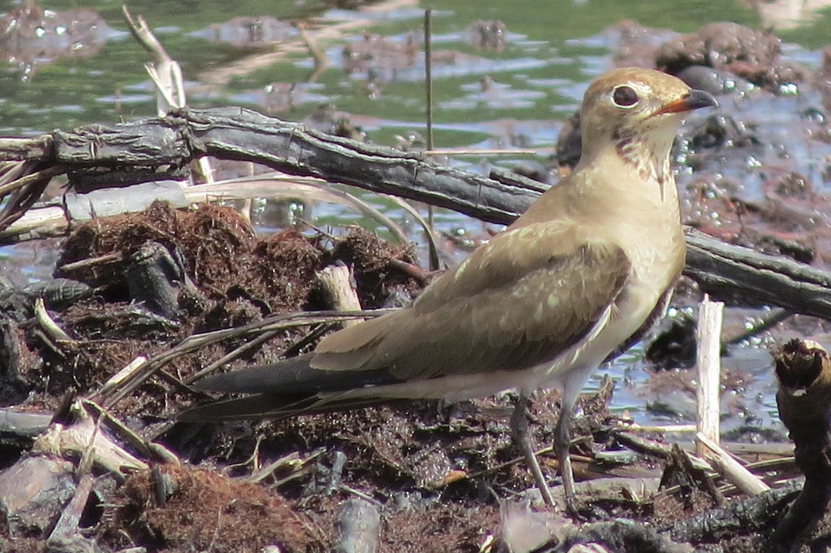 Oriental Pratincole - Niro Nobert