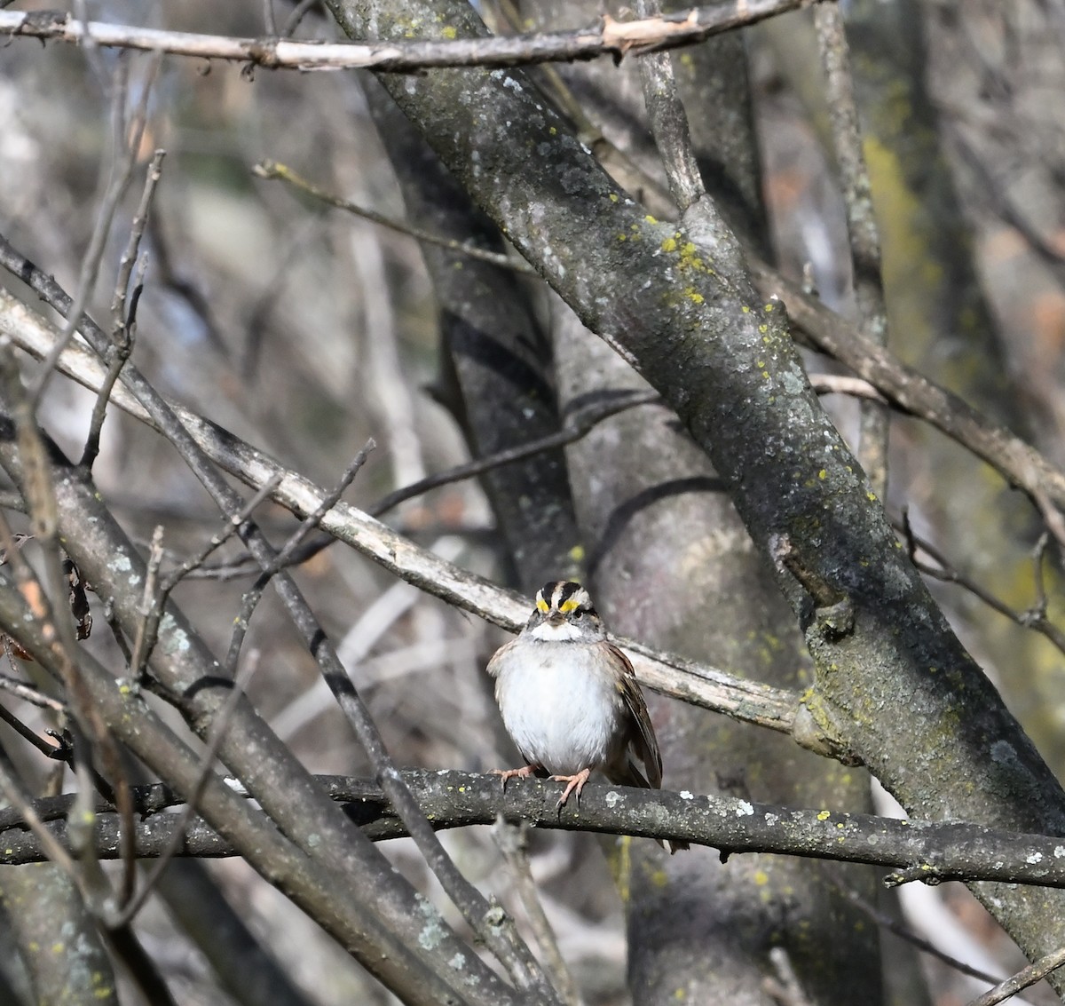 White-throated Sparrow - ML611712013