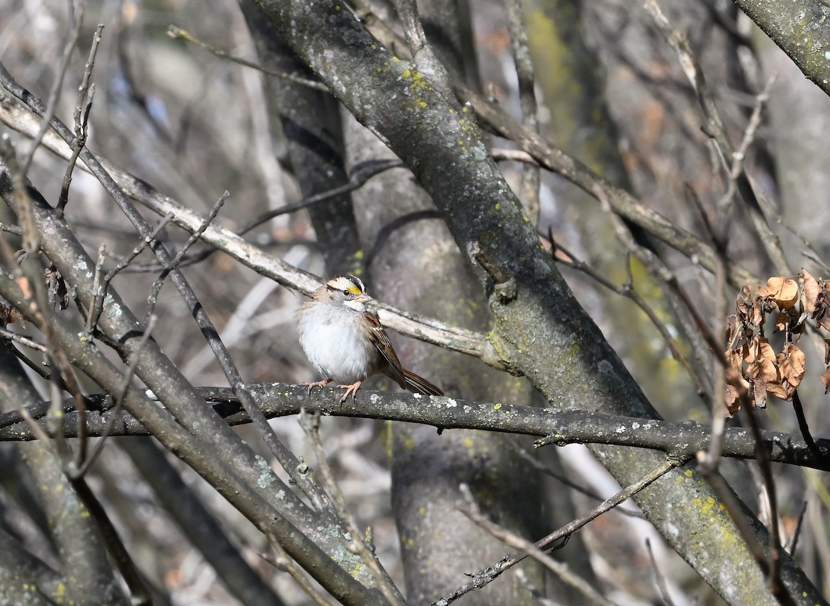 White-throated Sparrow - ML611712014