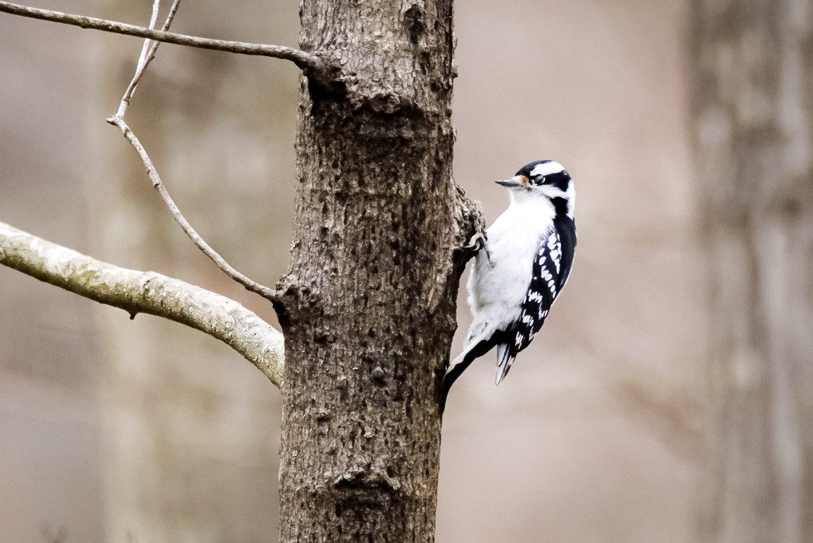 Downy Woodpecker (Eastern) - Steven Klingler