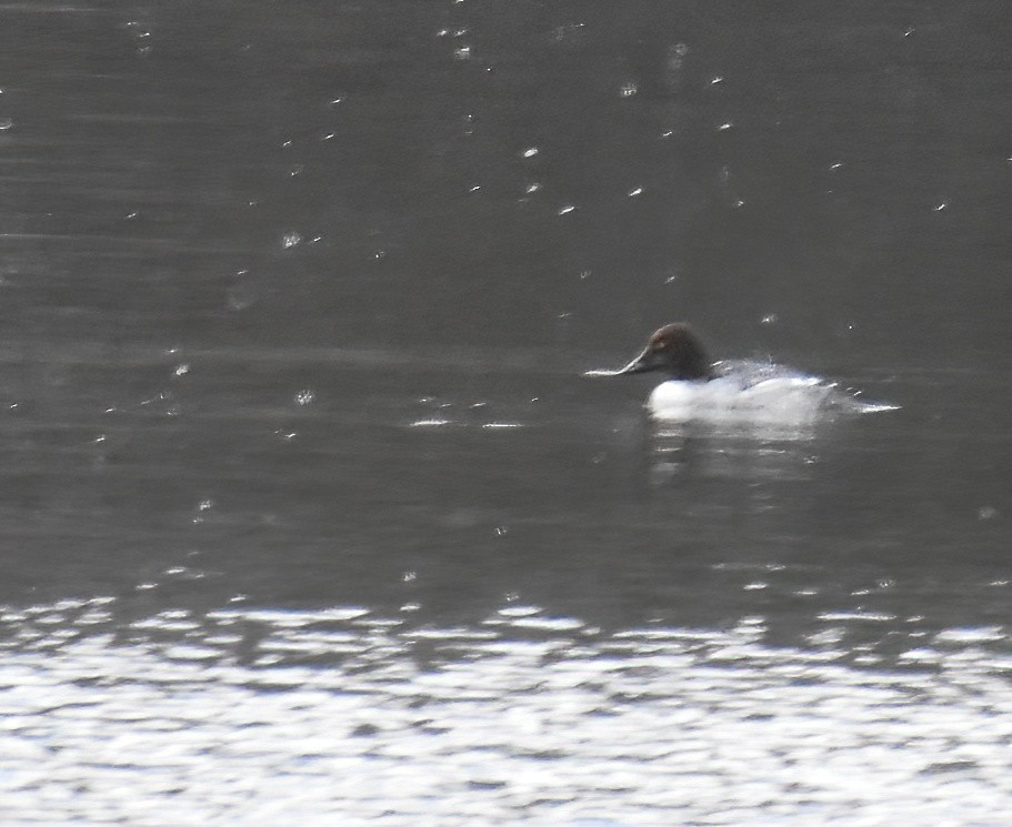 Common Goldeneye - ML611712219