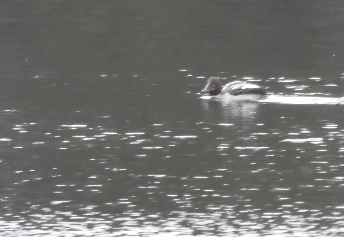 Common Goldeneye - ML611712221