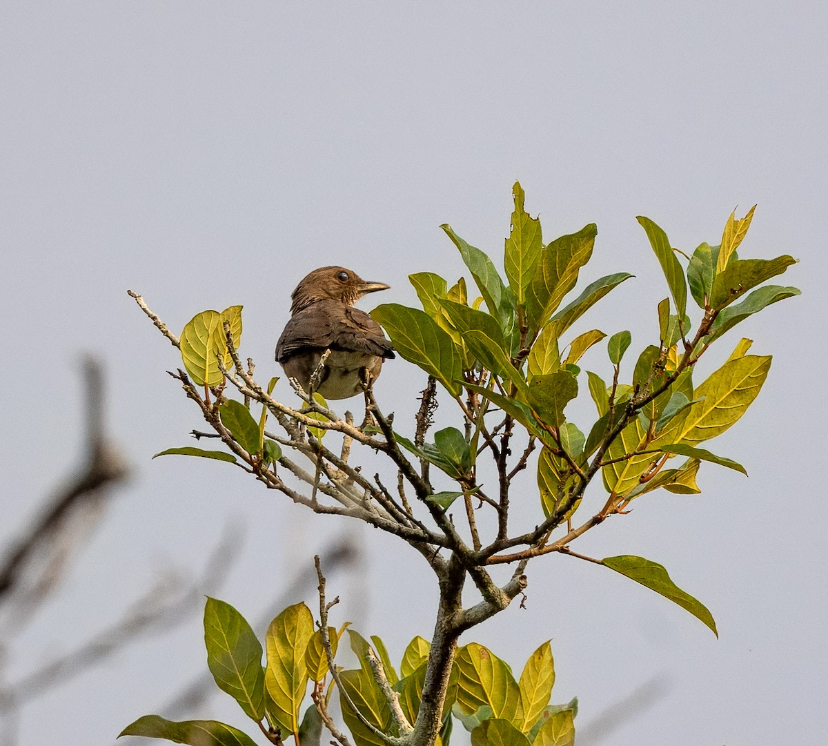Black-billed Thrush - ML611712236